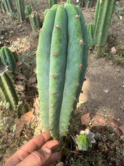 👑🌶️🌶️ Landfill — 11” Pup