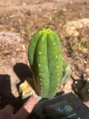 💎👑🌶️🌶️ KR04 — 6.5” Pup