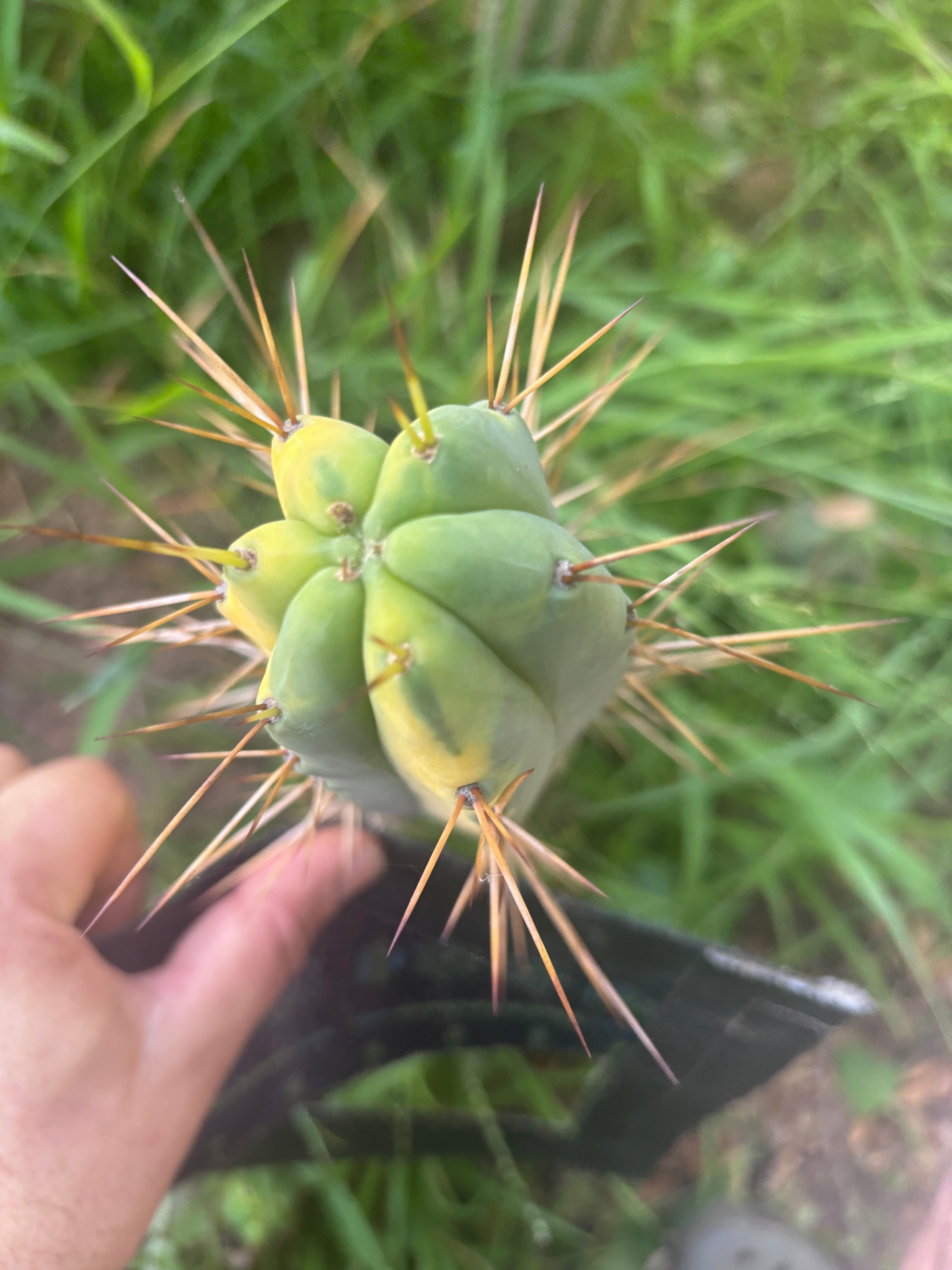 💎💎👑🌶️ MJC01  — 6” Tip