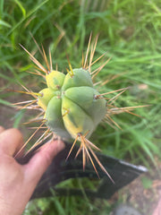 💎💎👑🌶️ MJC01  — 6” Tip