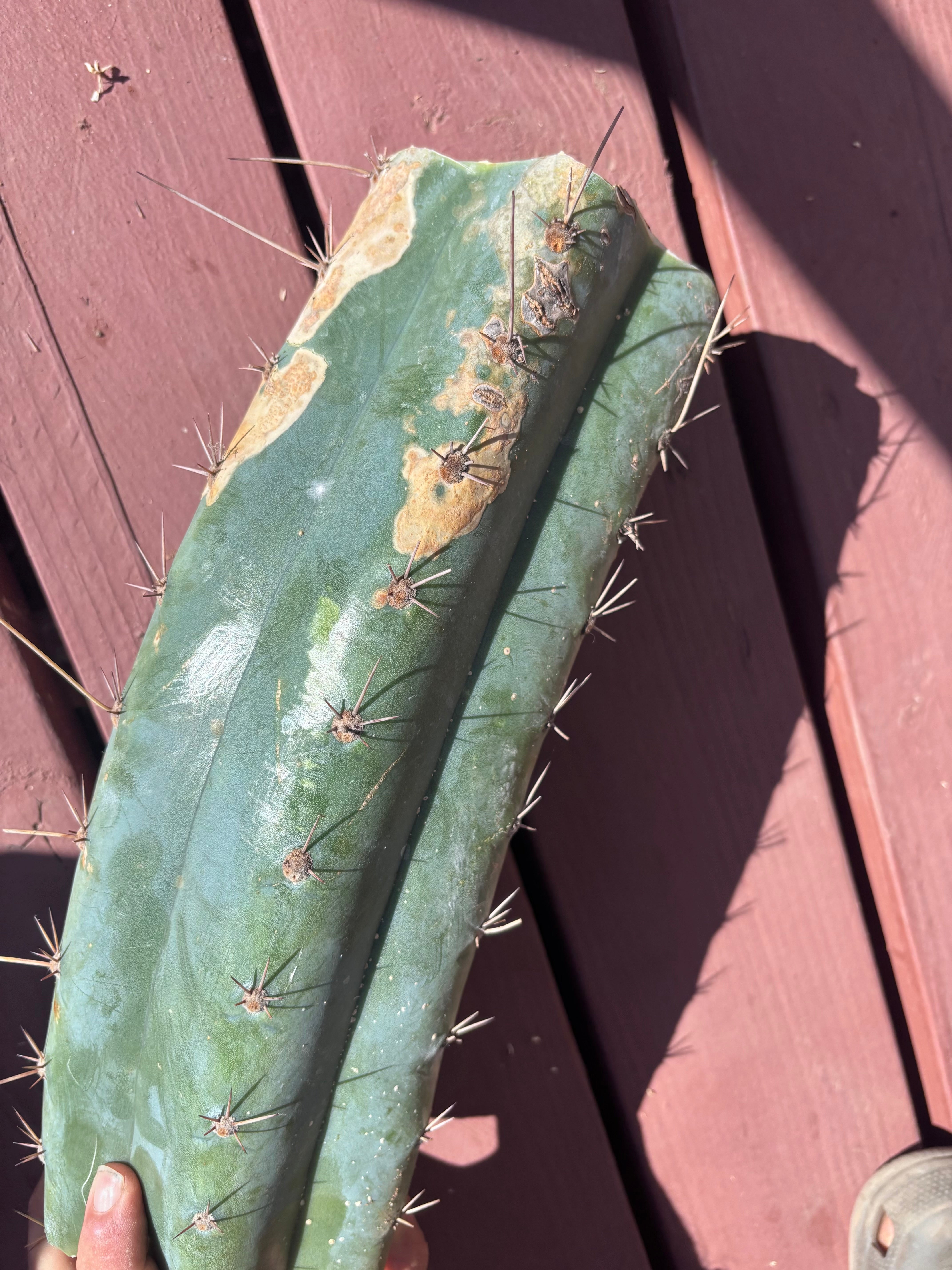 💎👑🌶️ CGG — Massive 15” Mid