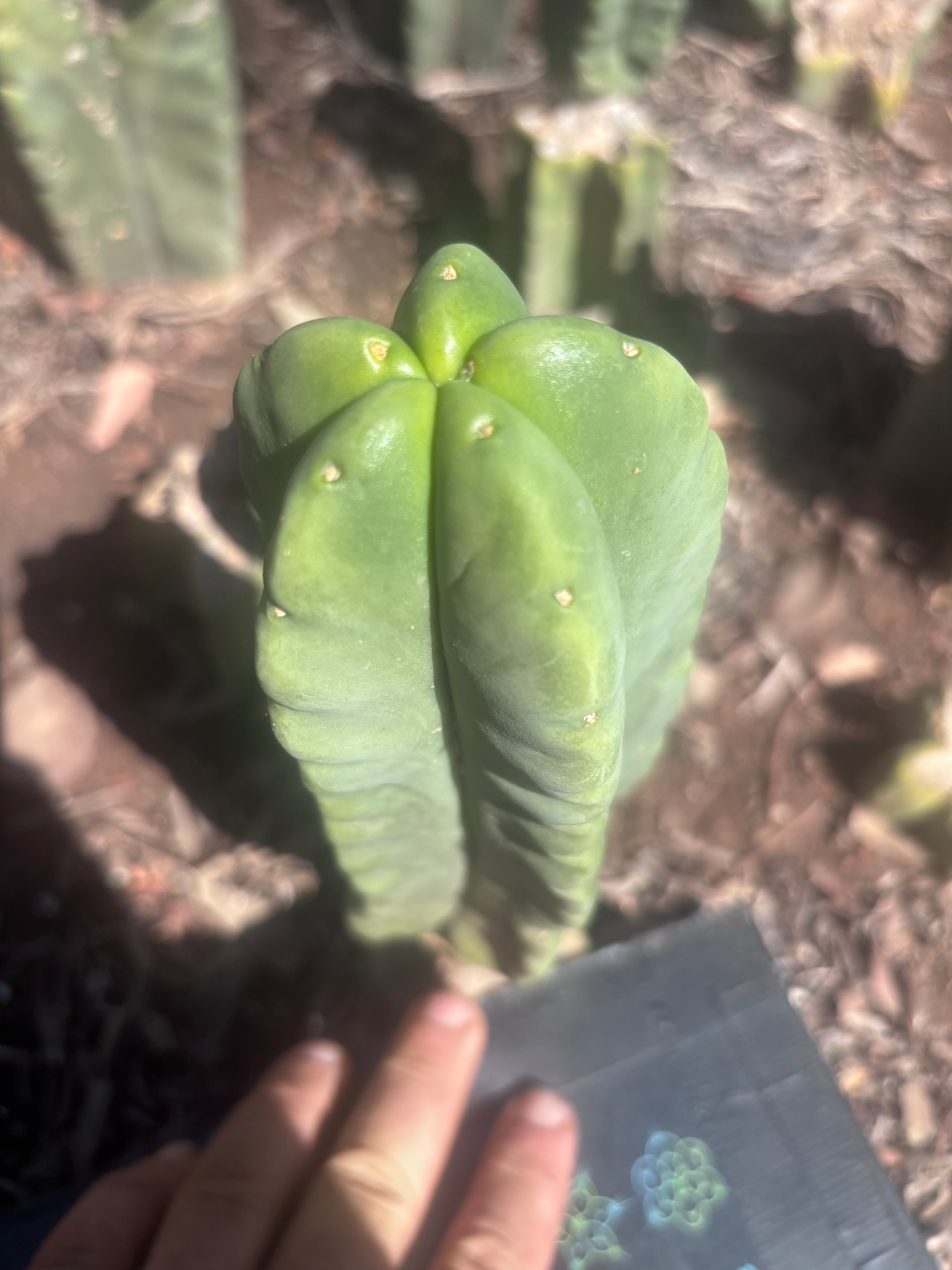 💎👑💎🌶️ Ferah — 8” Pup
