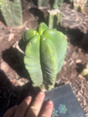 💎👑💎🌶️ Ferah — 8” Pup