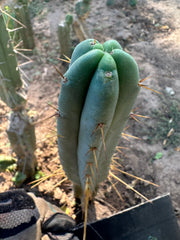 👑🌶️🌶️ Dulzura — 10” Tips (Restocked)