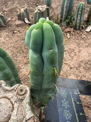 👑🌶️ Caballero — 8” Pup