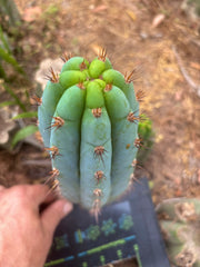 💎👑  Bart — Another 8” Pup