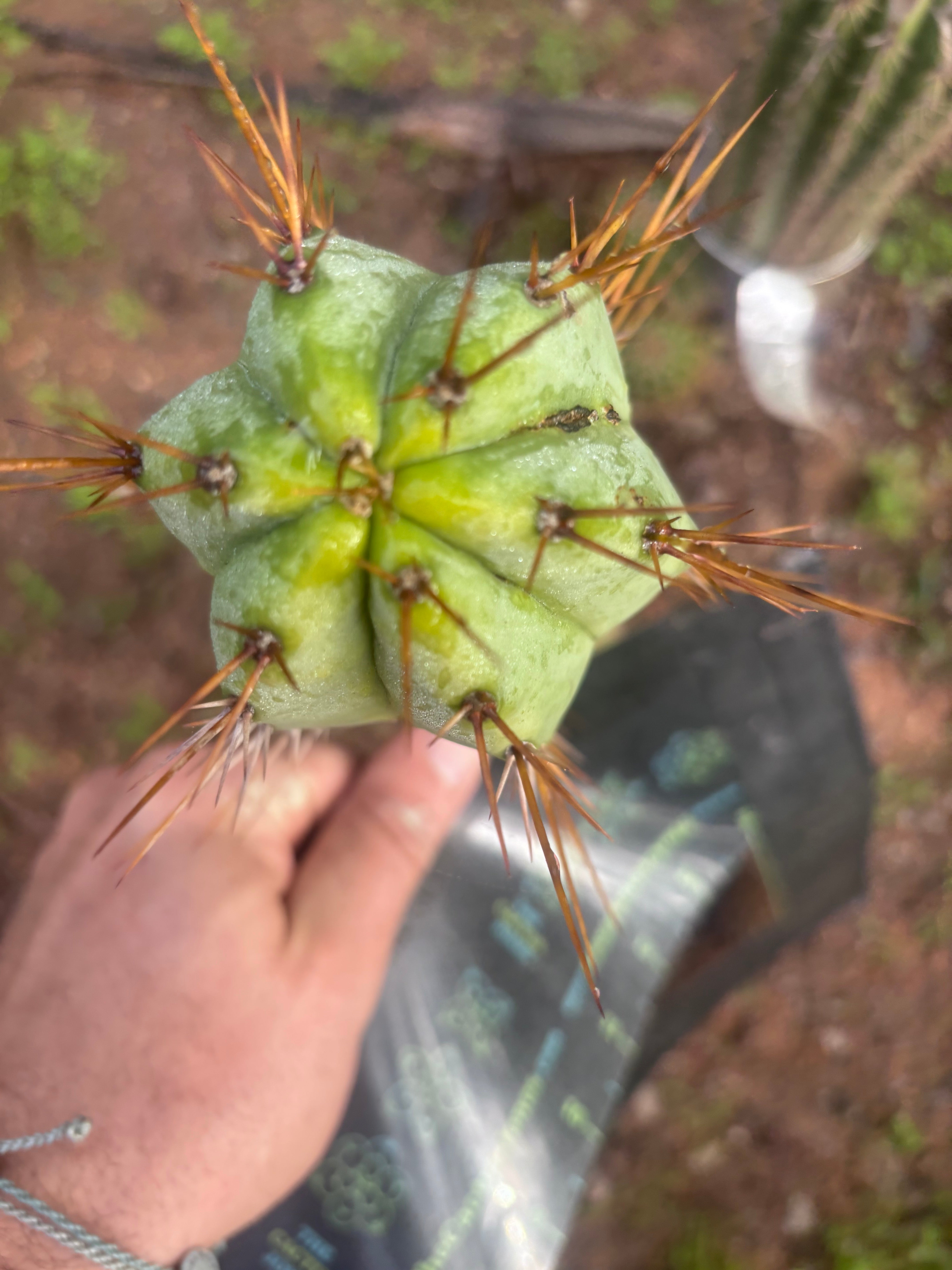 👑💎🌶️ CSD — 6.5” Tip