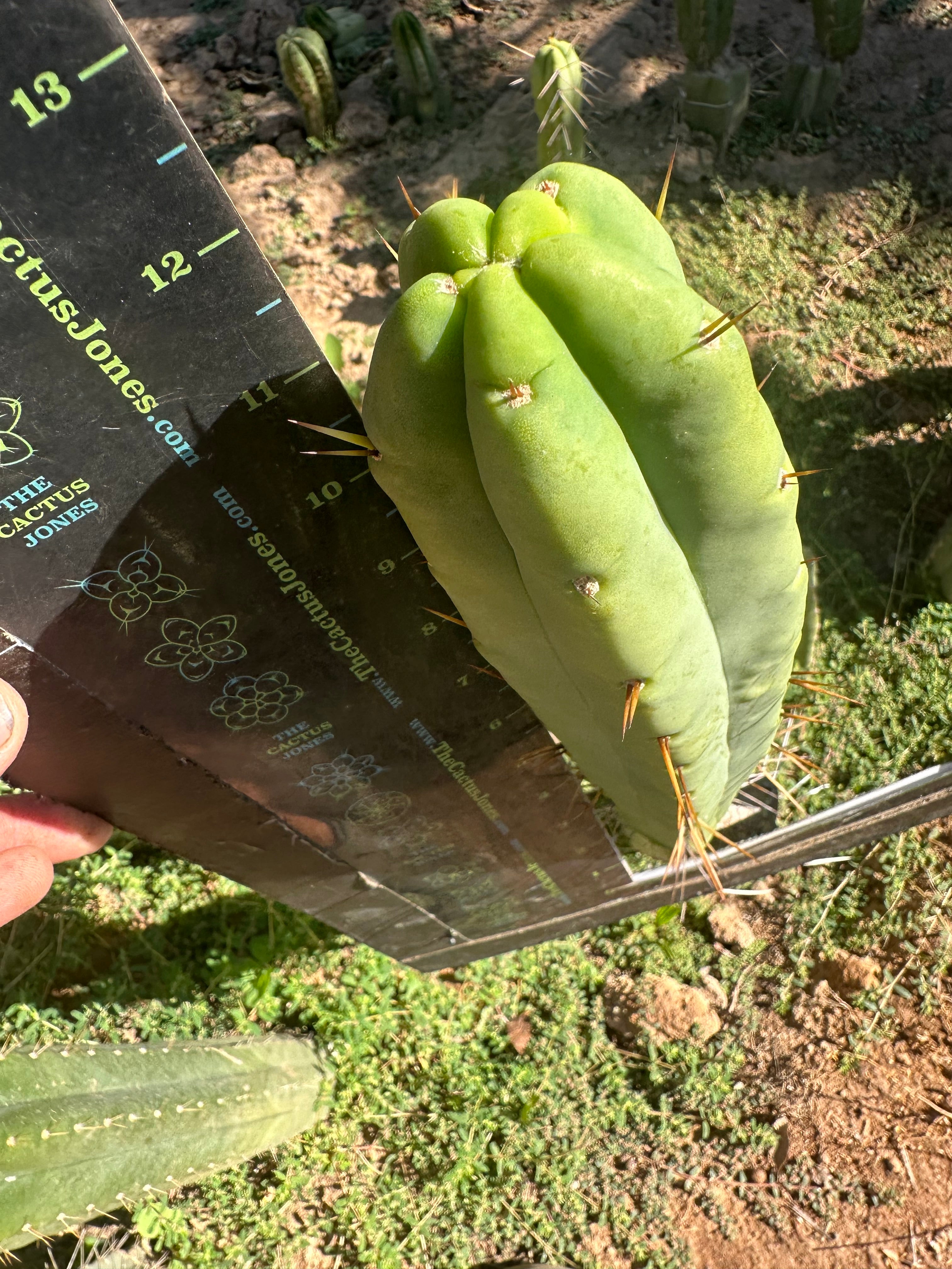 👑💎🌶️ Bob Gillette — 12” Tip