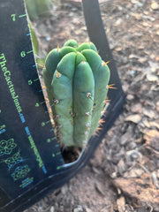 💎👑🌶️🌶️ Austy’s Bomb — 6” Pup