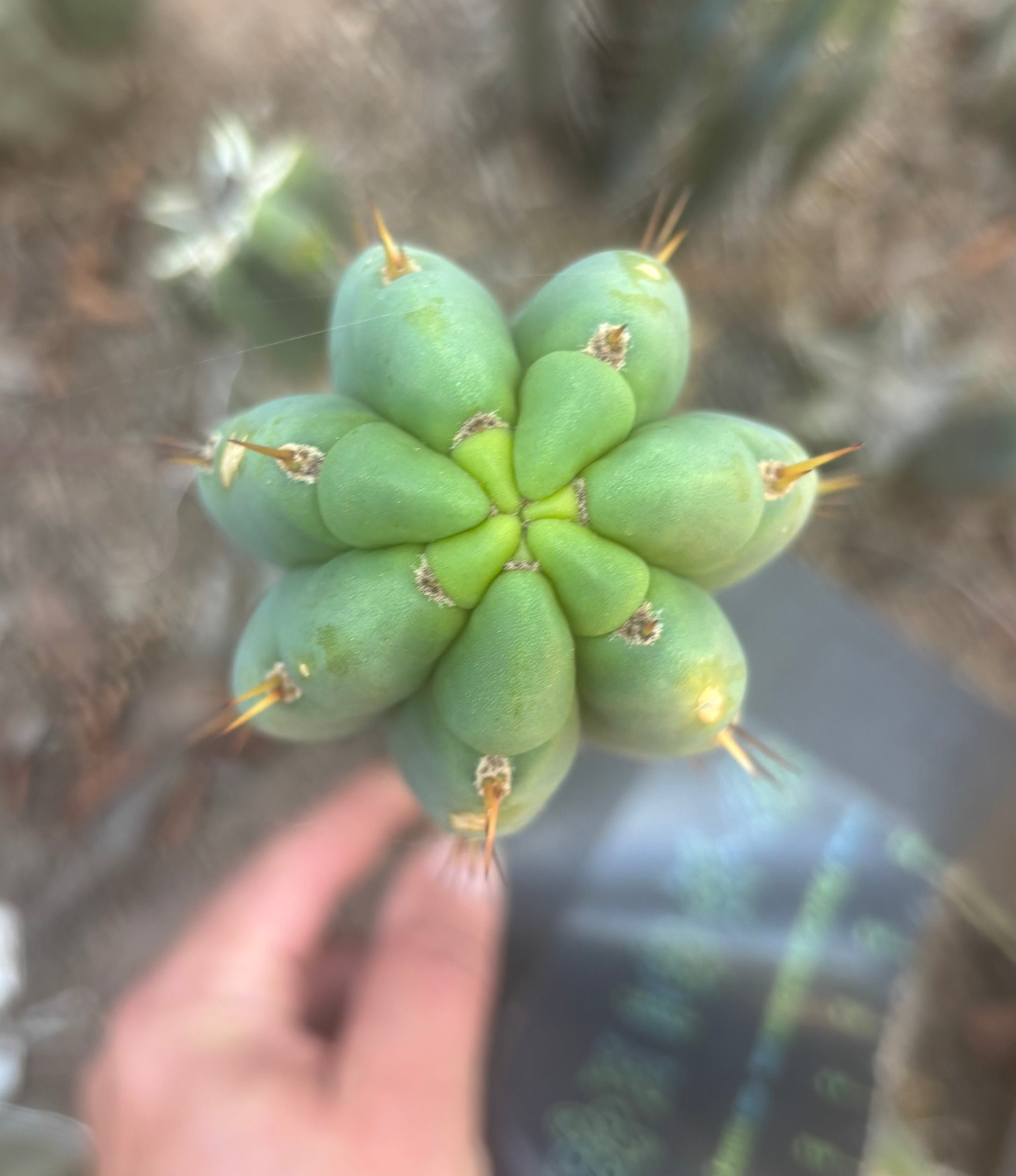 👑🌶️🌶️ Austy’s Bomb — 10” Tip