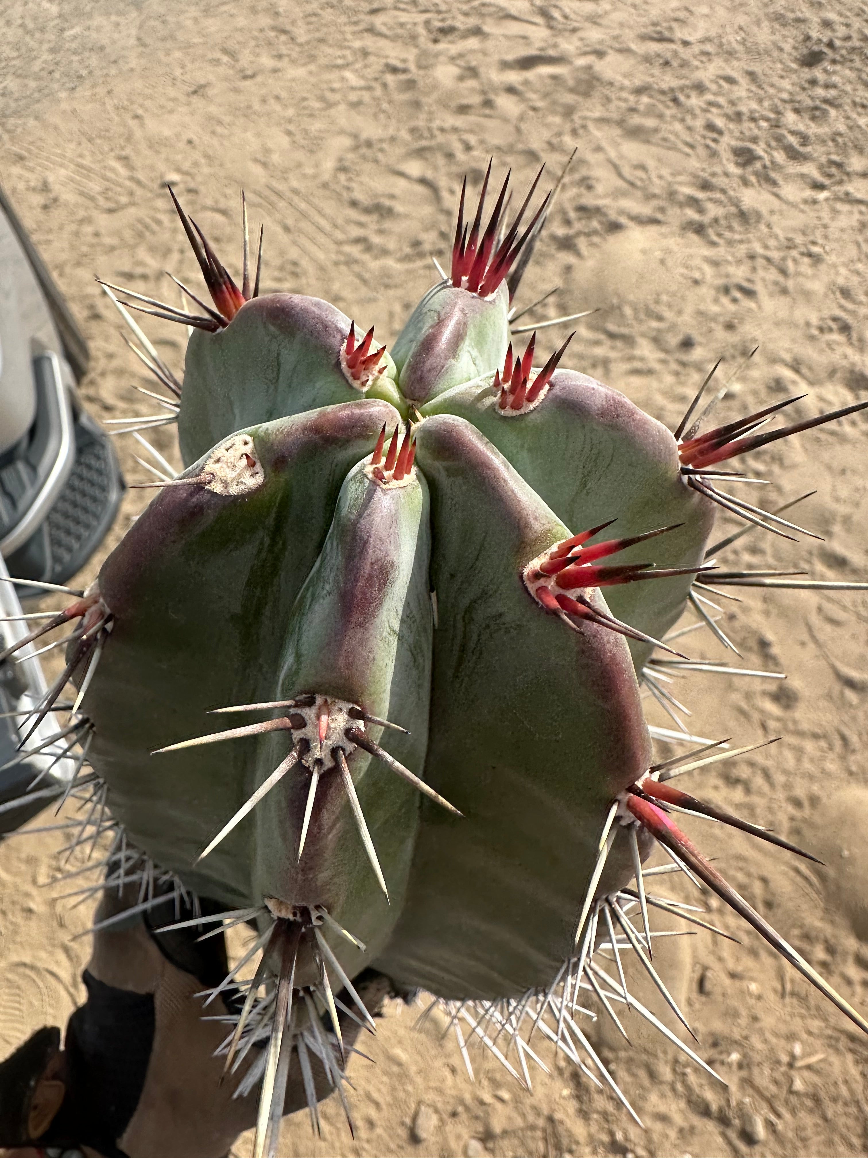 Stenocereus Huasticorum — XL 15” Pup