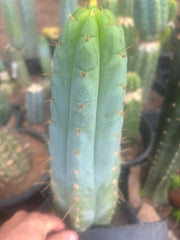 💎🌶️🌶️ NOM — XL 12” Tip