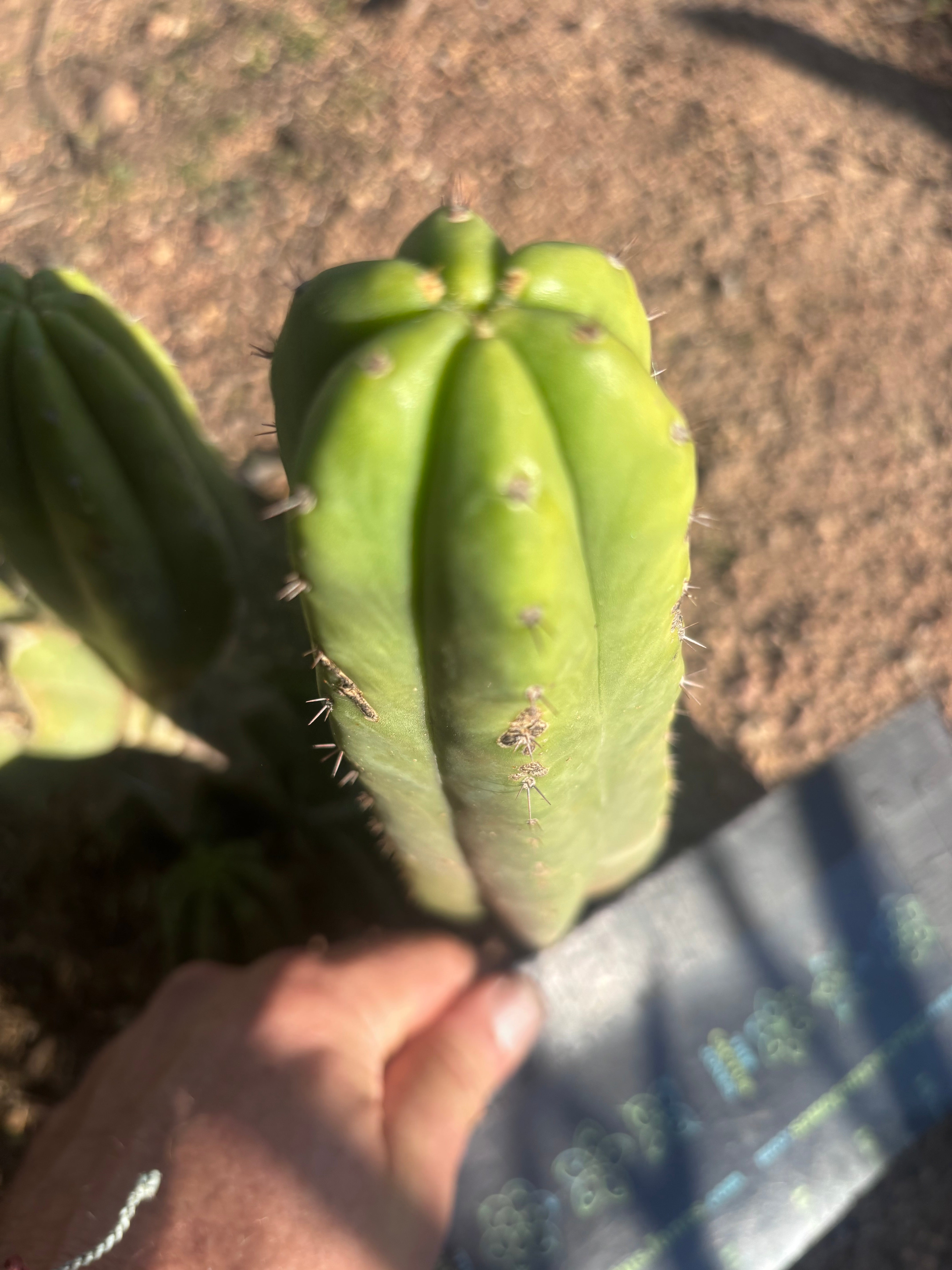 💎👑 JN07 “El Negro” — 8” Tip