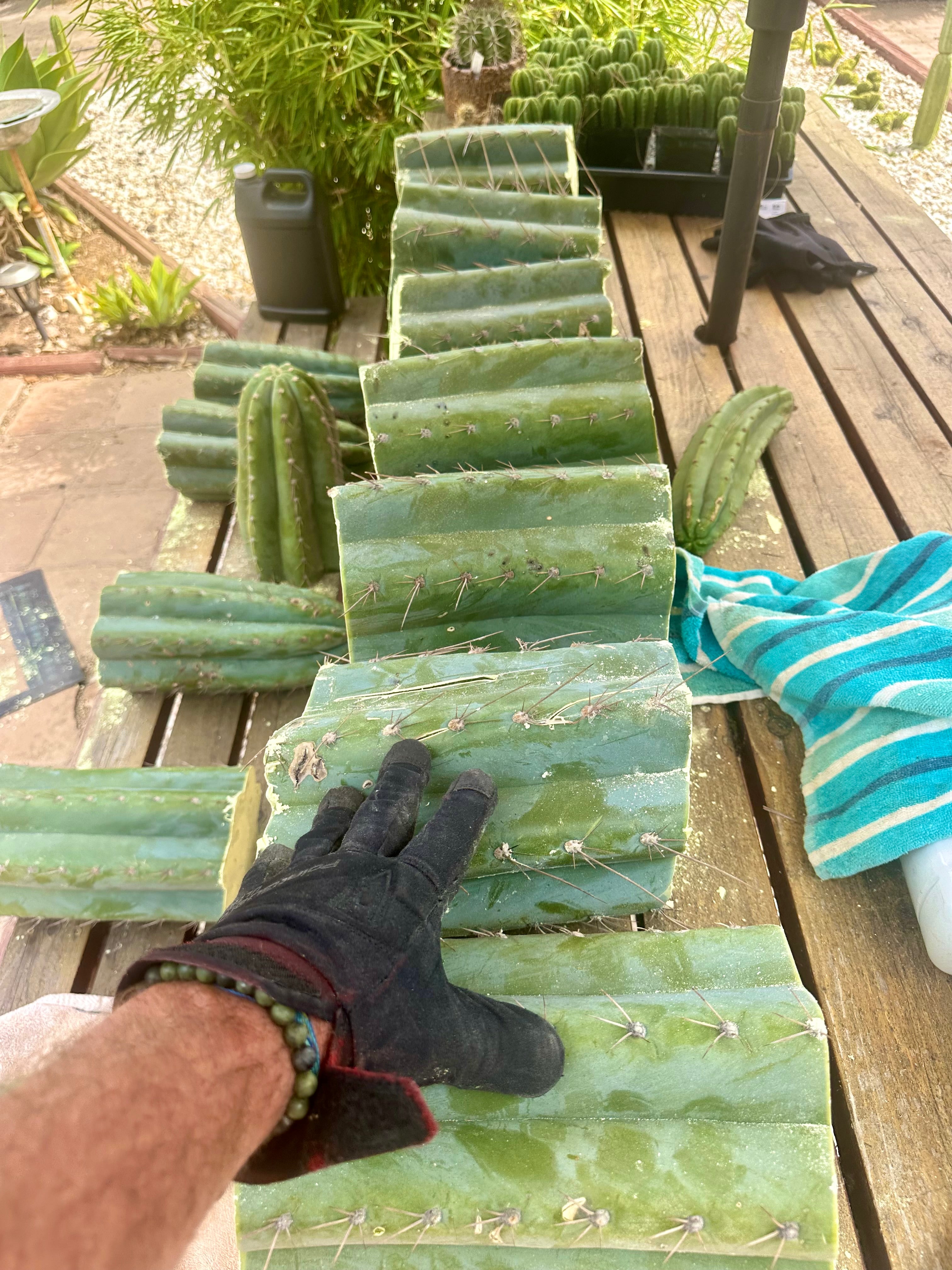 💎👑🌶️ CGG — 10” *MEGA* Mids (7)