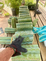 💎👑🌶️ CGG — 10” *MEGA* Mids (7)