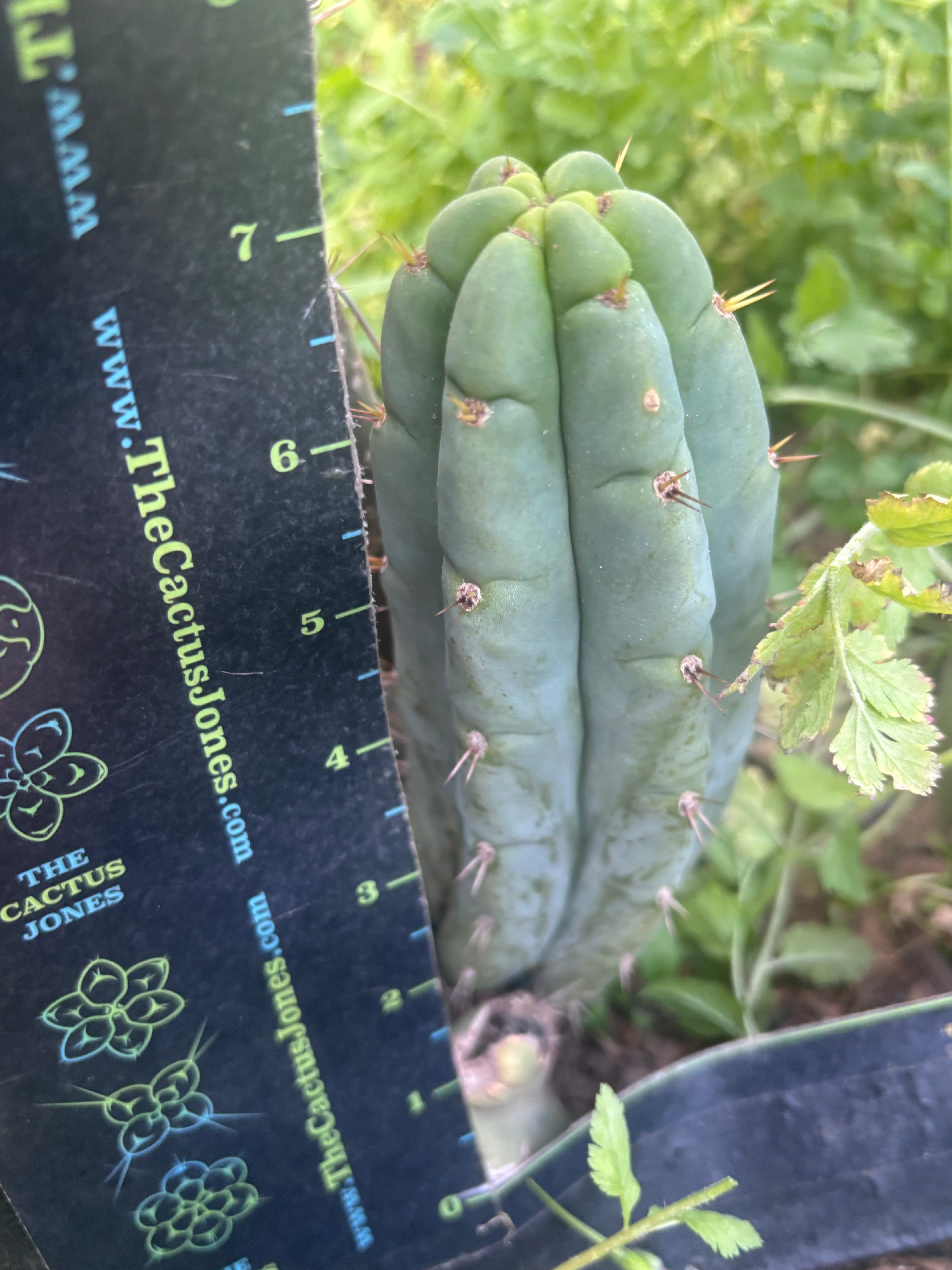 💎👑🌶️🌶️ Austy’s Bomb — 7” Tip