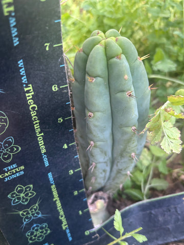 💎👑🌶️🌶️ Austy’s Bomb — 7” Tip