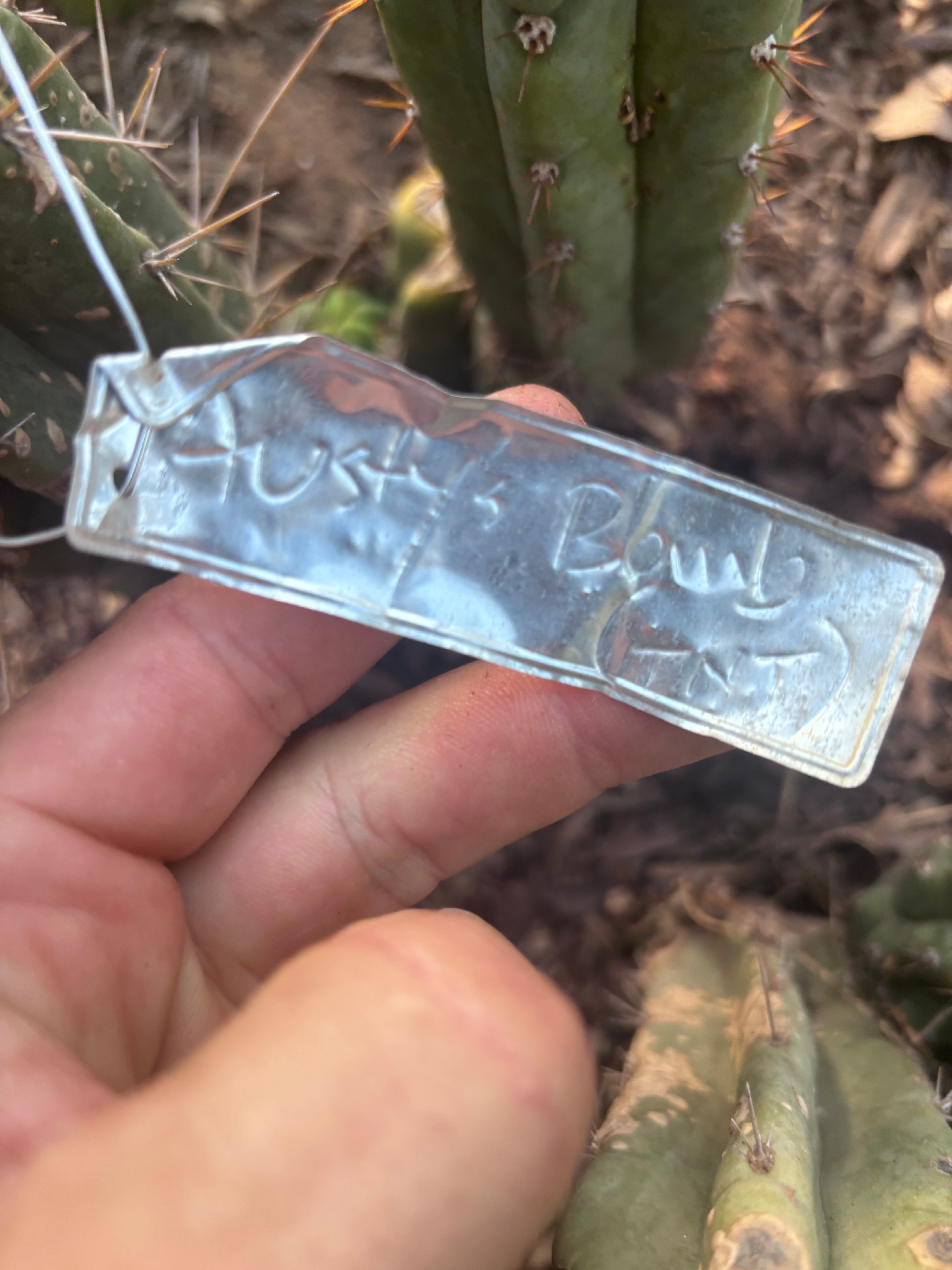 💎👑🌶️🌶️ Austy’s Bomb — 6” Pup