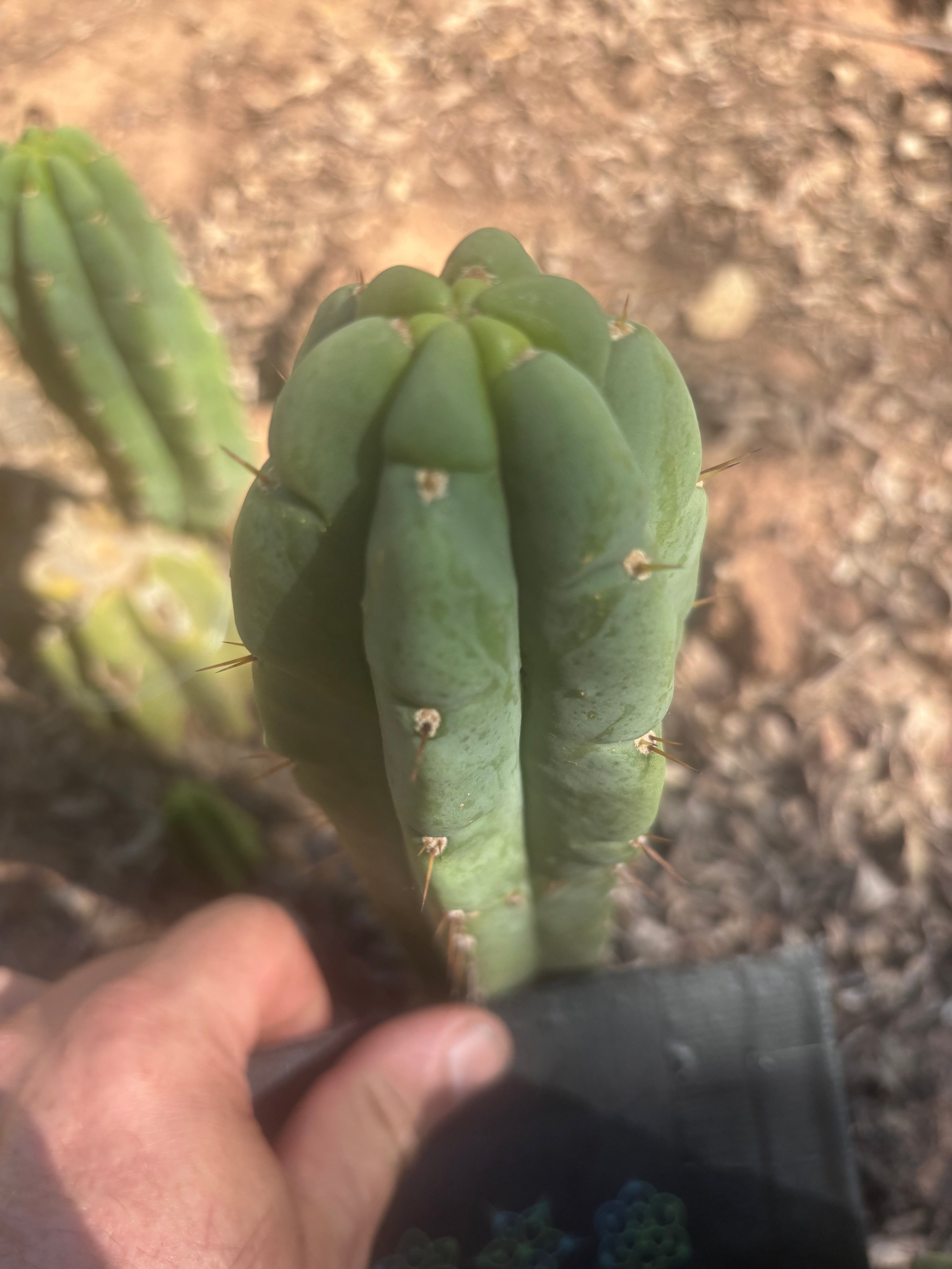 💎👑🌶️🌶️ Austy’s Bomb — 6.5” Tip