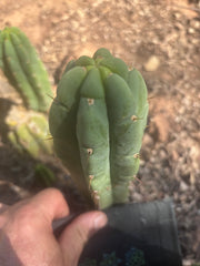 💎👑🌶️🌶️ Austy’s Bomb — 6.5” Tip