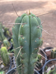💎🌶️🌶️ NOM — 8.5” Tip