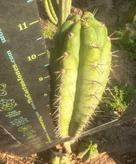 👑🌶️ Kimnach — 11” Pup