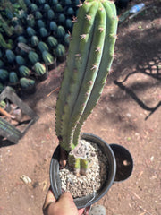 👑 Moran — Fully Rooted 15”