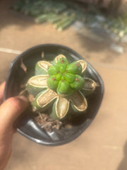 💎🌶️🌶️ NOM — Pup Graft On Rooted Shine01