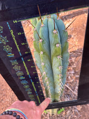 👑 Icaros — XL 14” Tip