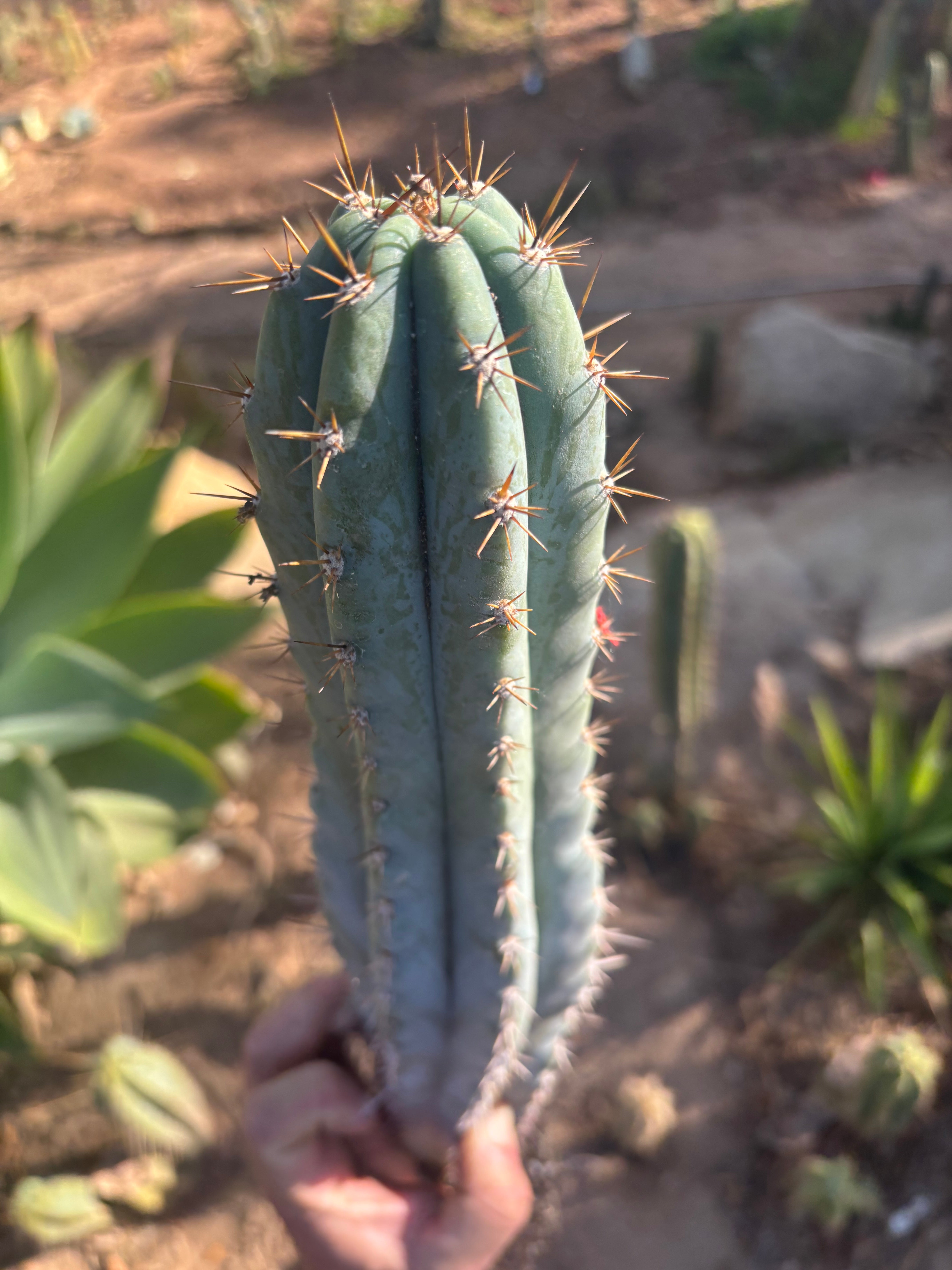 👑💎  Icaros DNA  — XL 17” Fully Rooted