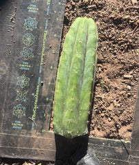 👑🌶️🌶️ Ogun — 7” Tips