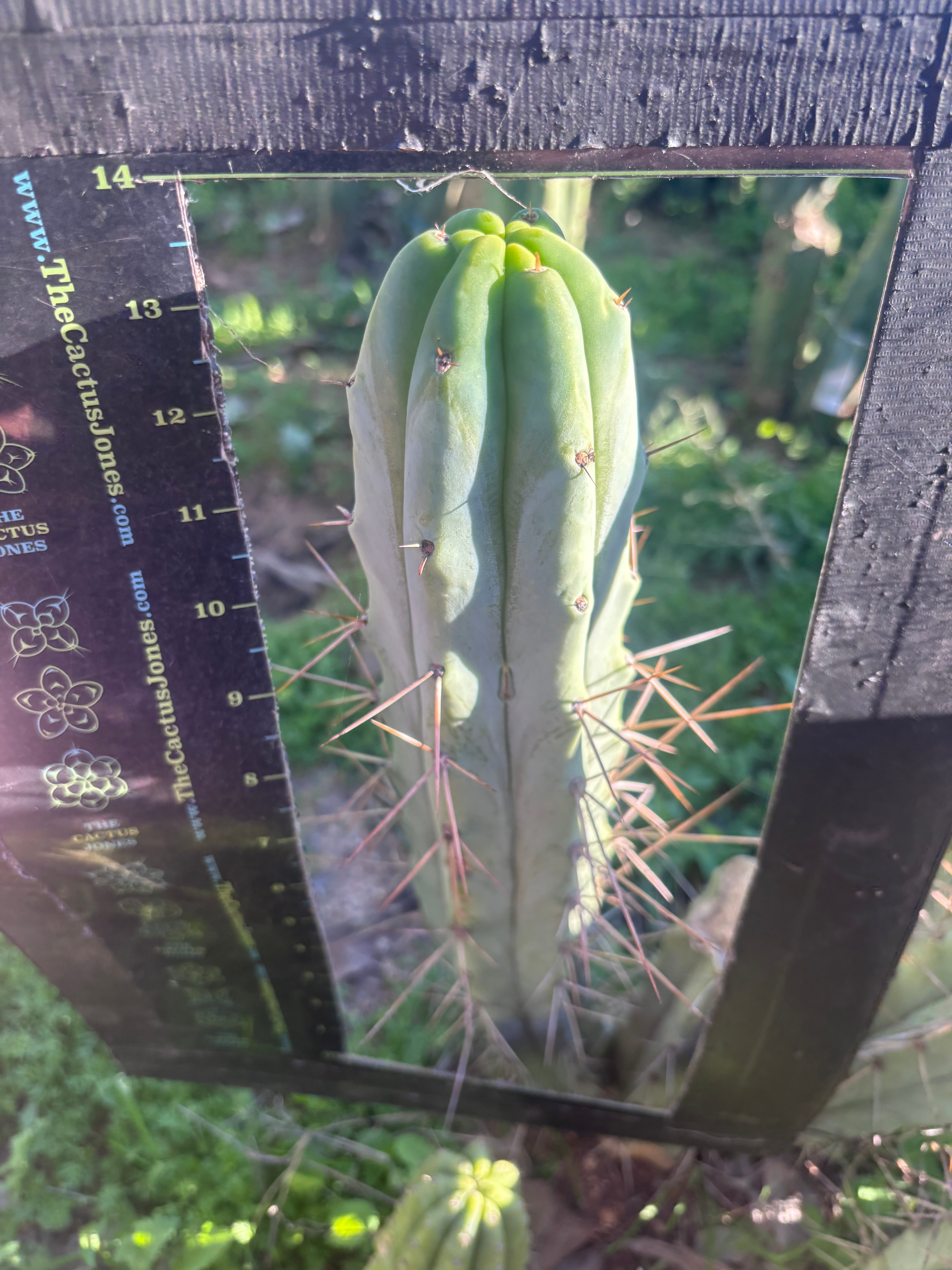 👑🌶️ Medicine Man — Another 14” Tip