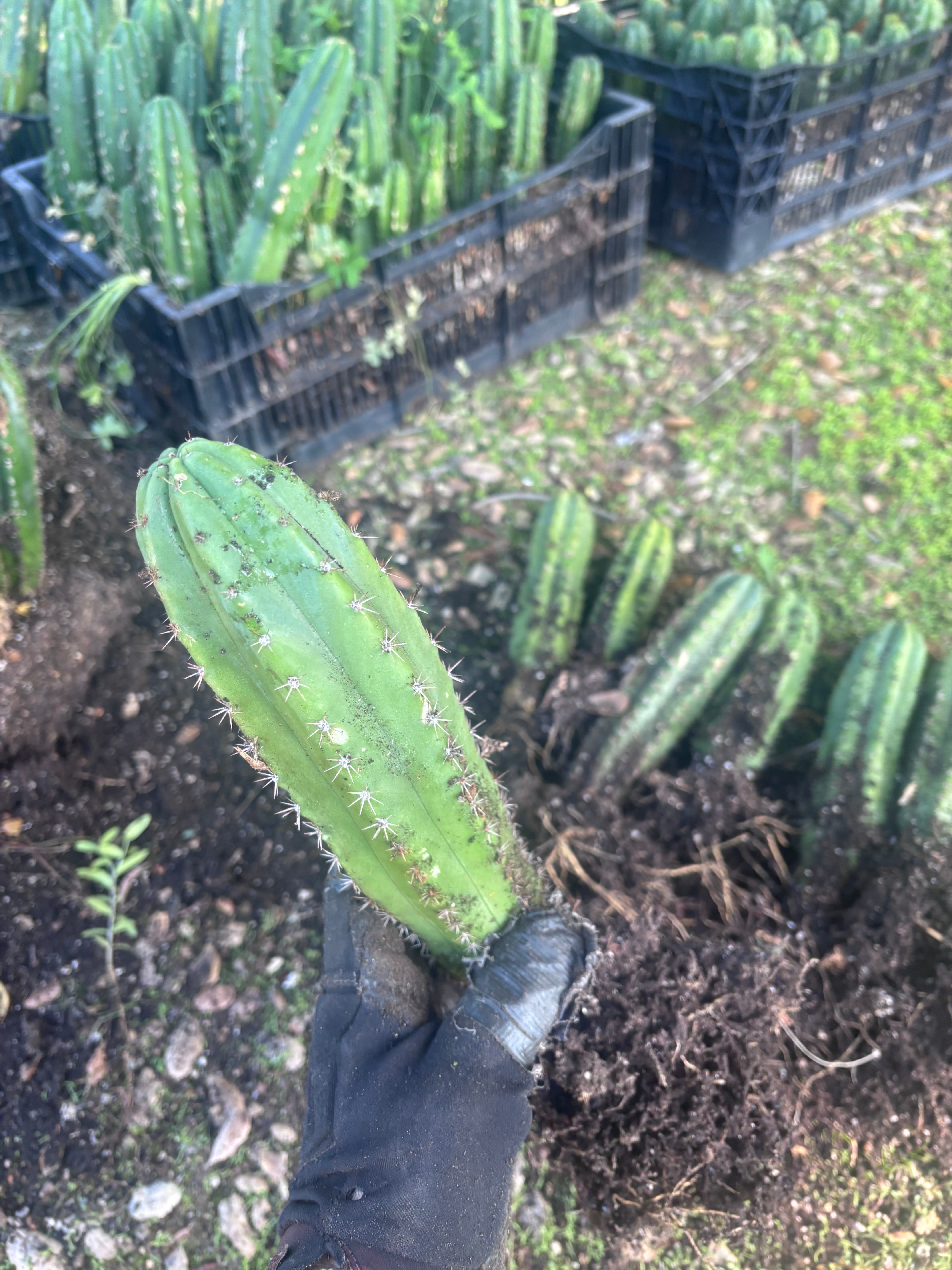 🎁🌶️ NEW Add On Freebie! — DeCosta x Bob, Large Yearlings