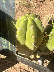 👑 T.Maranonensis — Fat Grenade Pup