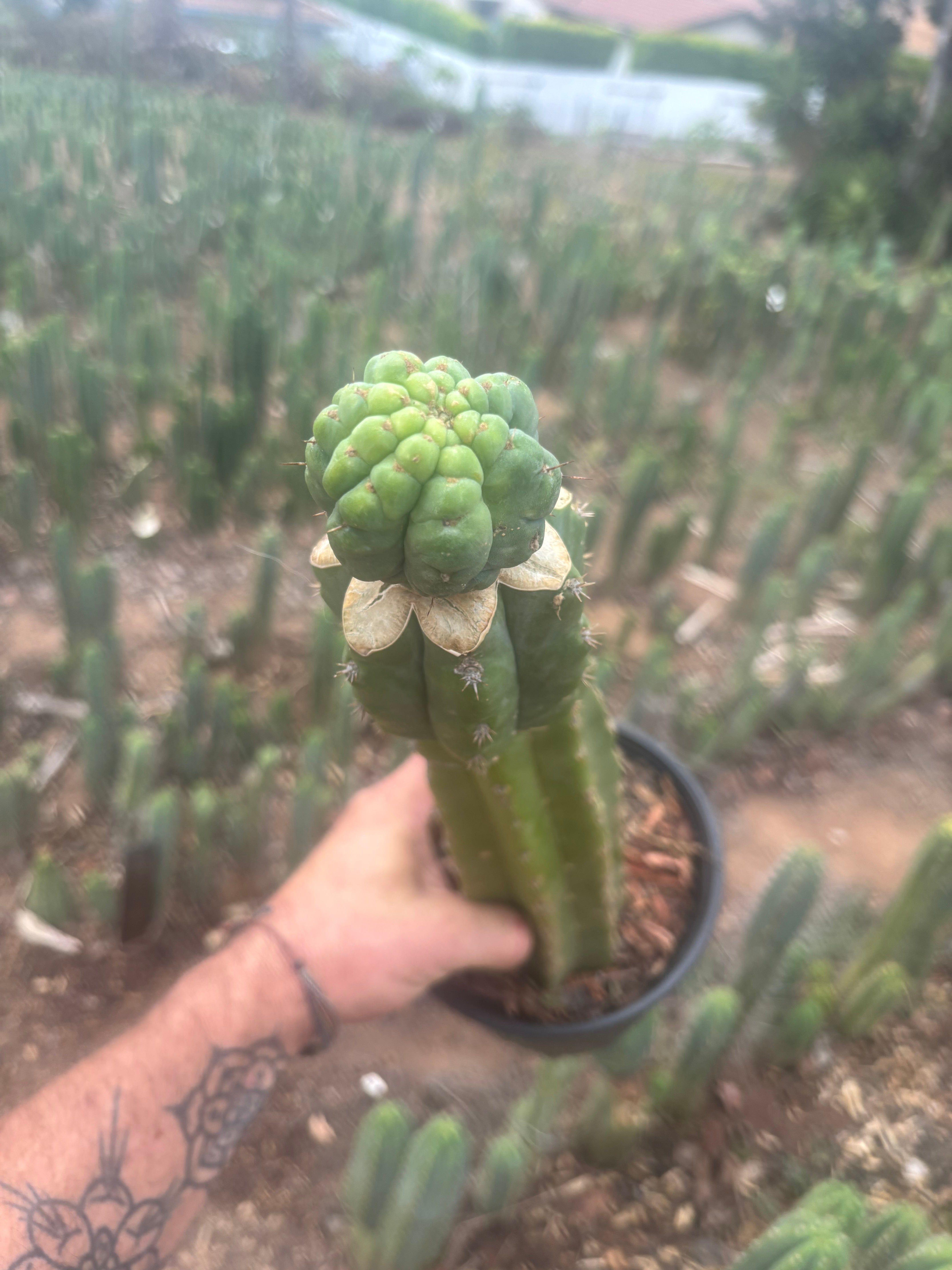 💎👑💎 Havran — XL Established Graft on Rooted 15” PC