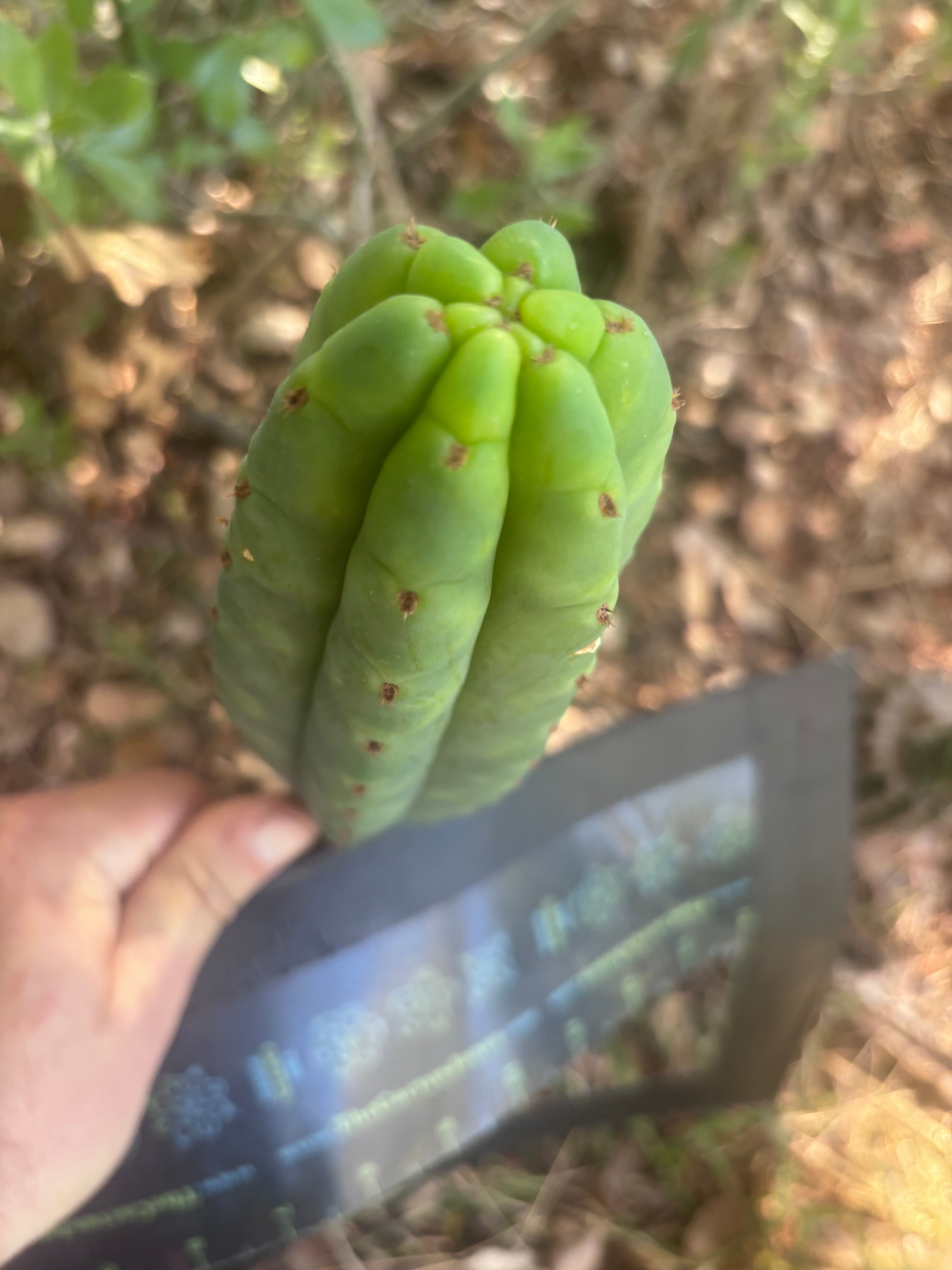💎👑🌶️🌶️ KR04 — 9” Tip
