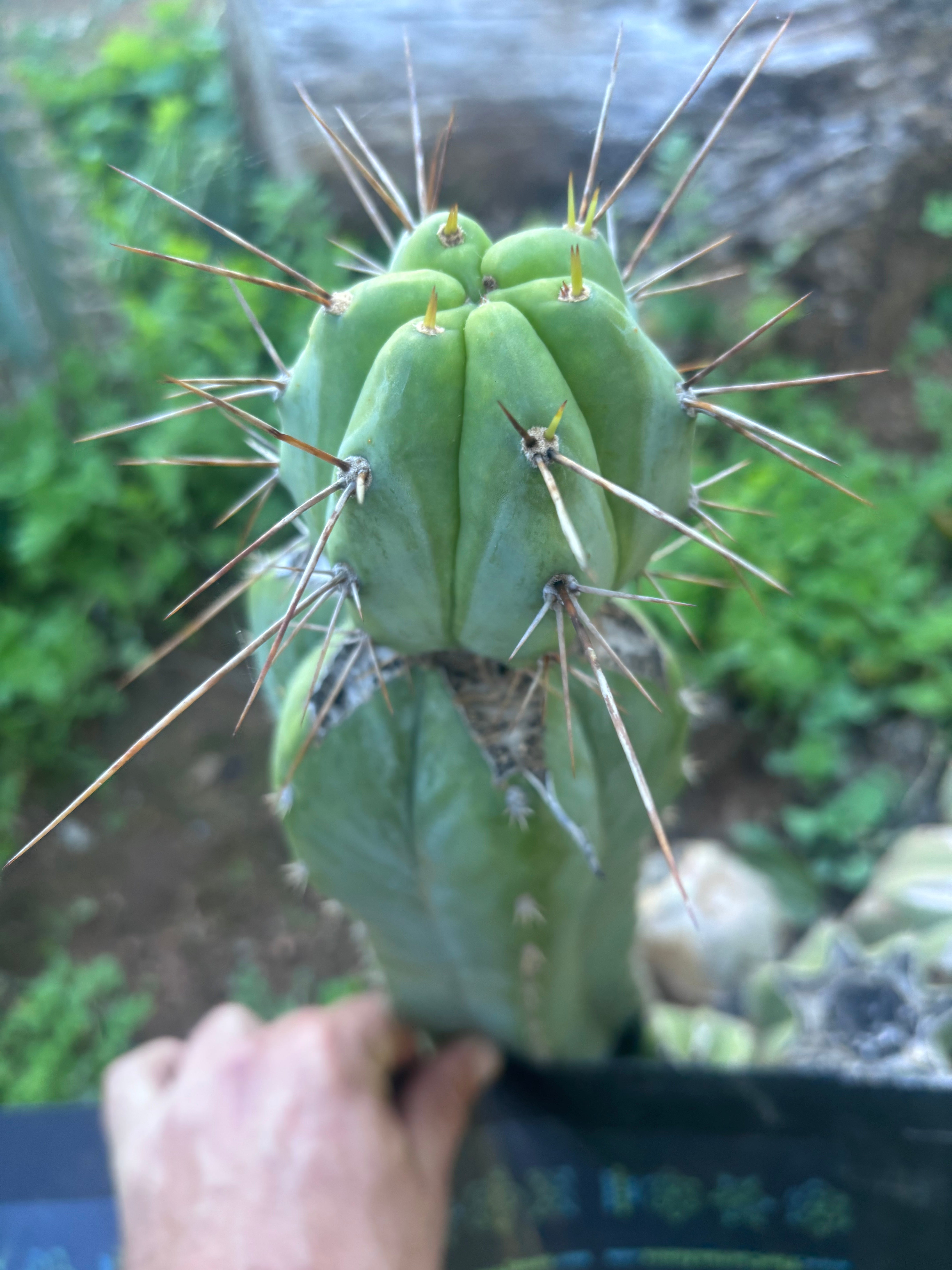 👑💎🌶️  CSD — Established Beefy Tip Graft