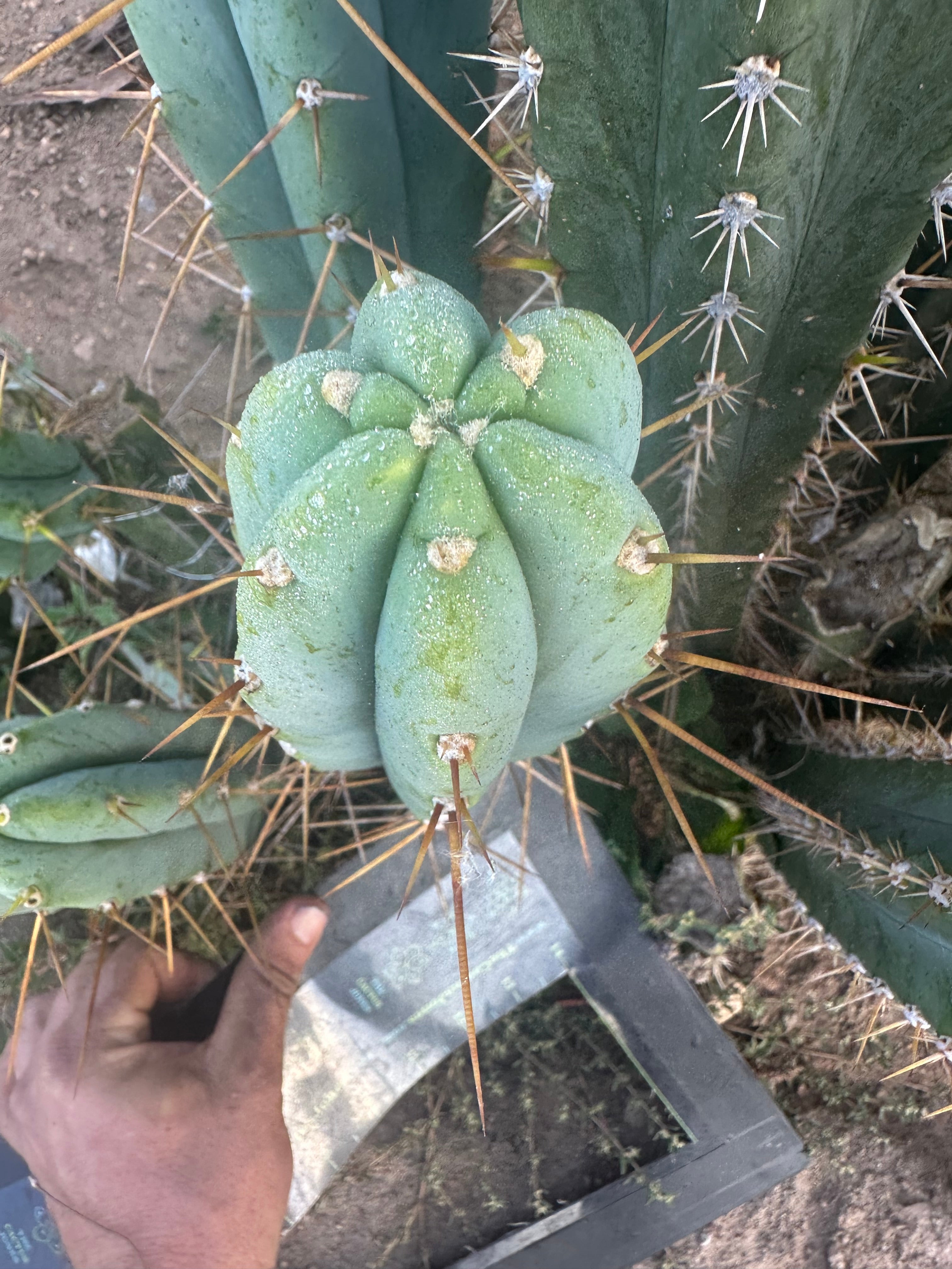 👑🌶️ KGC  — 12” Tip