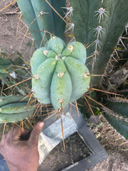 👑🌶️ KGC  — 12” Tip