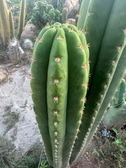 🌶️ Tipz x Super Pedro — FAT 12” Tip