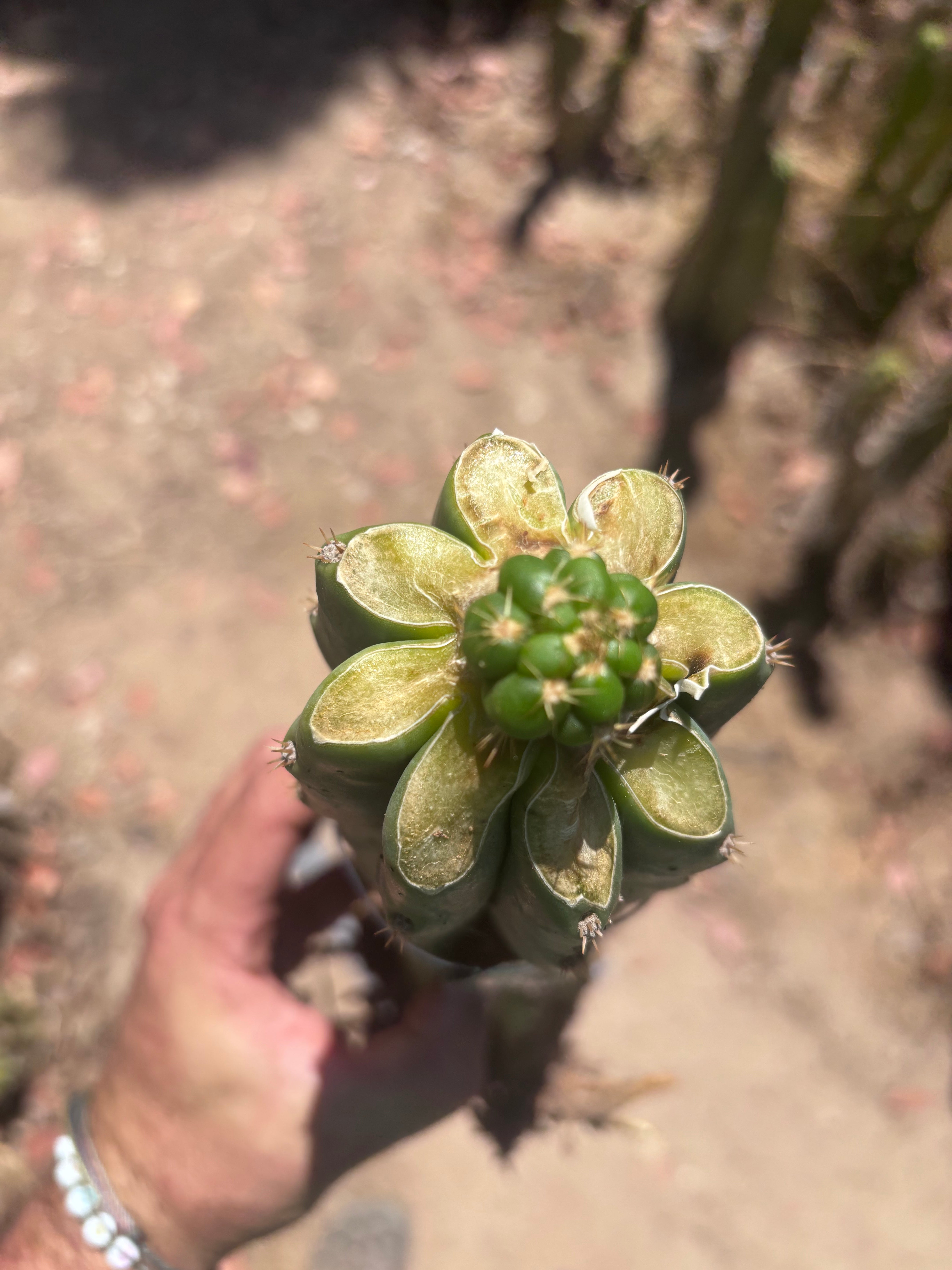 💎👑💎🌶️ CareBear — Fat Rooted Graft