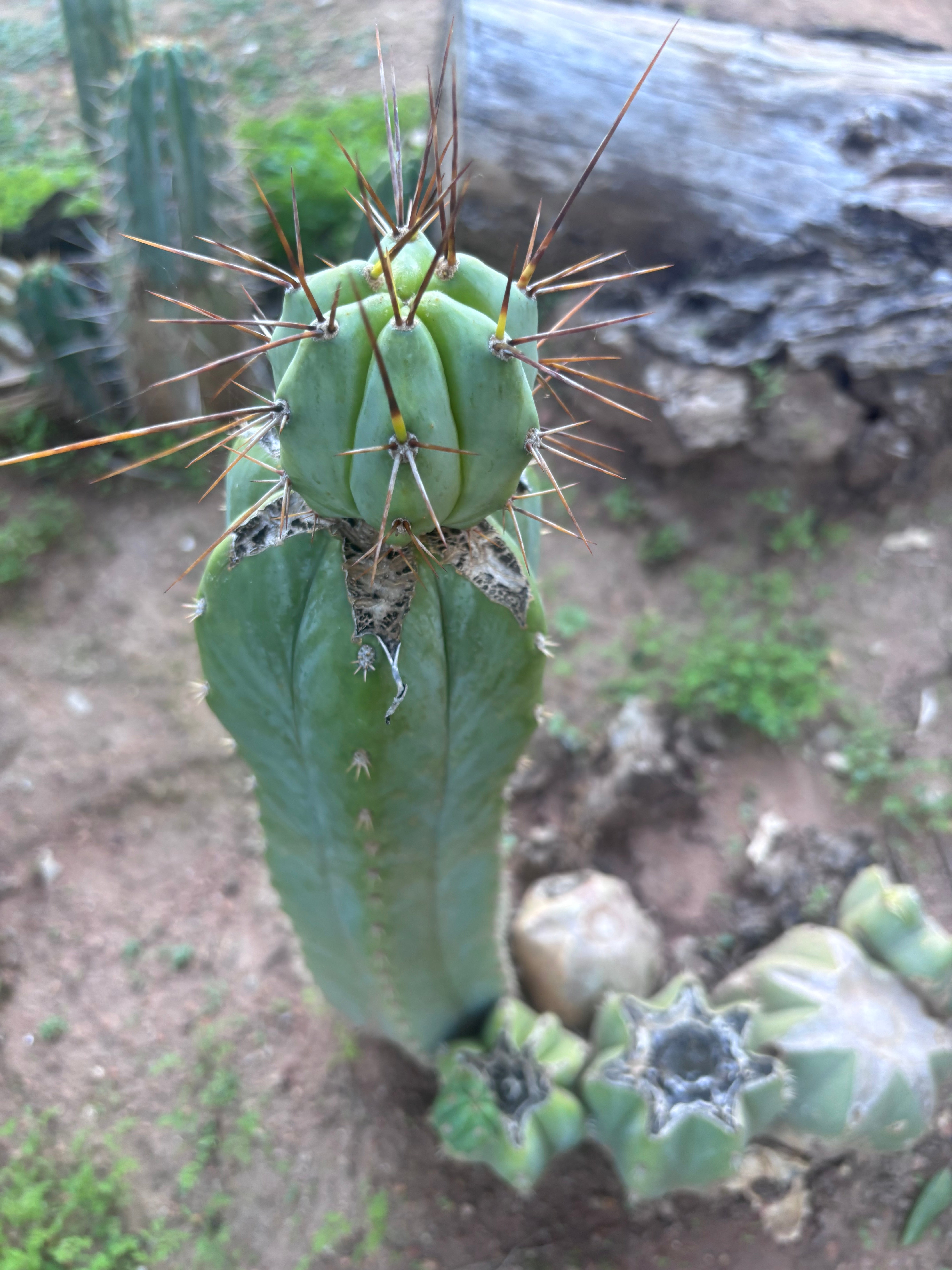 👑💎🌶️  CSD — Beefy Tip Graft