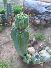 👑💎🌶️  CSD — Beefy Tip Graft