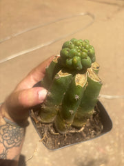 💎👑💎 Havran — Pup Graft on Rooted PC