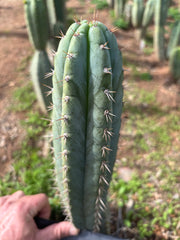 👑🌶️ Kimnach — Flawless 12” Pup