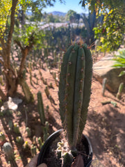 💎👑💎(🌶️ ) Tipz — Fully Rooted 16”