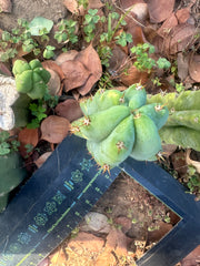 🌶️🌶️ NoidTwo —10” Pup
