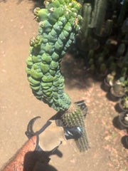 💎👑 Glorp —  XL Pupsploding Graft