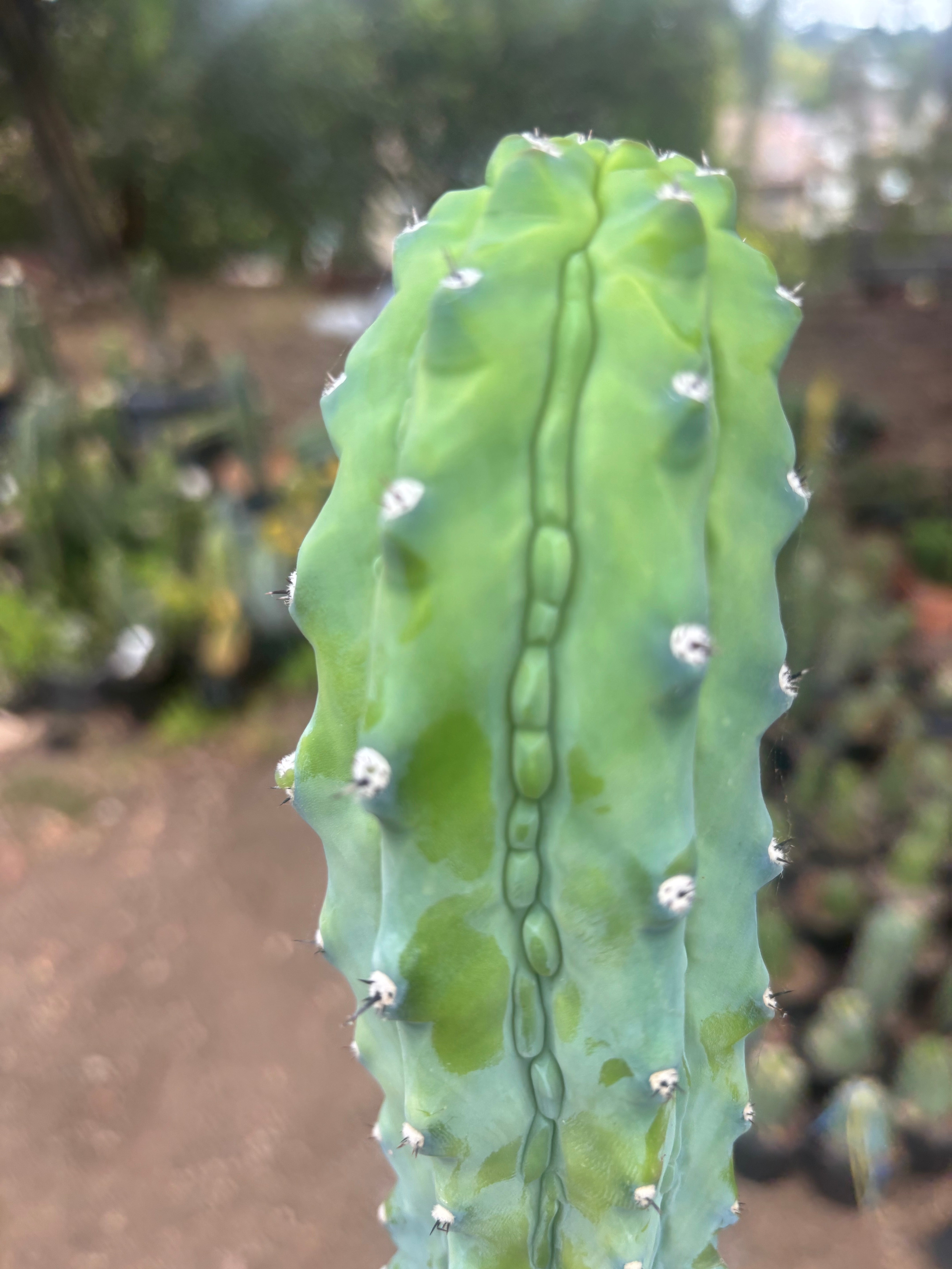 👑💎 Grecas — XL Established Tip Graft, Rooted