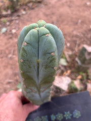 👑💎🌶️ Bob’s Colossus—  Chonky 9” Pup